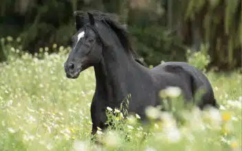Le Barbe, cheval de bataille de l’héritage équestre