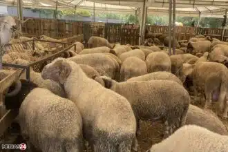 Aïd al-Adha en chiffres. En 2022, 12,6% des ménages n’ont pas accompli le rituel du sacrifice contre 4,7% en 2014 (HCP)