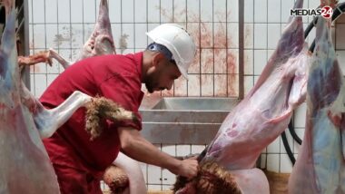 En vidéo, le circuit d’abattage aux abattoirs de Casablanca