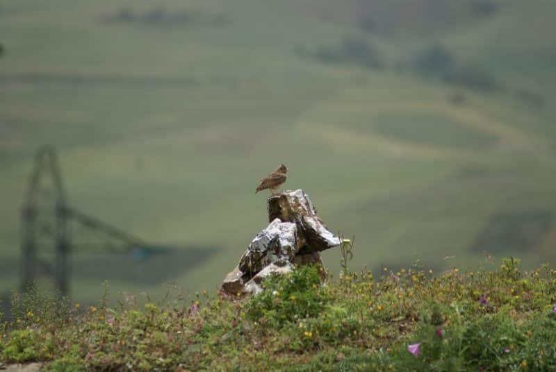 Parc national de Talassemtane. Au cœur des sapinières enneigées du Rif Parc national de Talassemtane. Au cœur des sapinières enneigées du Rif