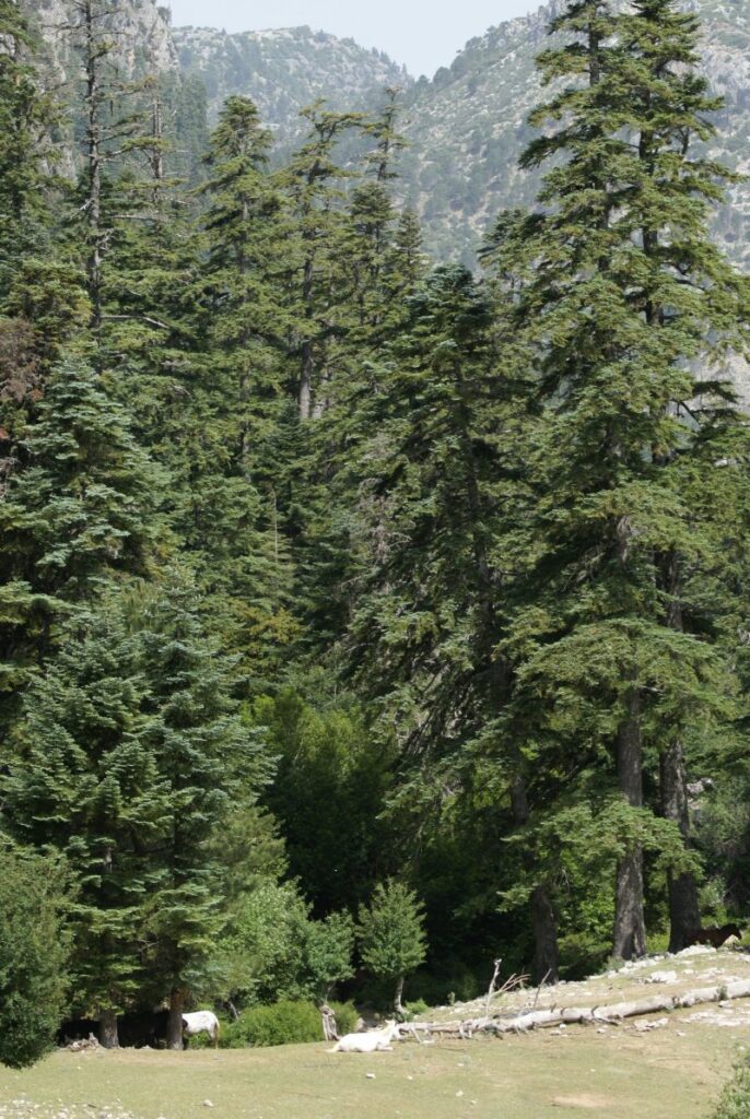 Parc national de Talassemtane. Au cœur des sapinières enneigées du Rif Parc national de Talassemtane. Au cœur des sapinières enneigées du Rif