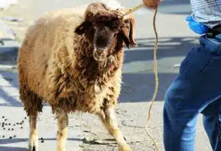 Aïd al-Adha : entre annulation et maintien, un dilemme complexe