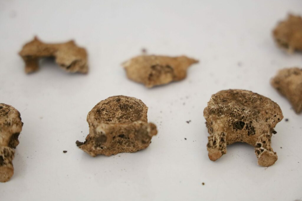 Archéologie préhistorique : on en sait davantage sur les vestiges retrouvés dans les Rehamna Archéologie préhistorique : on en sait davantage sur les vestiges retrouvés dans les Rehamna