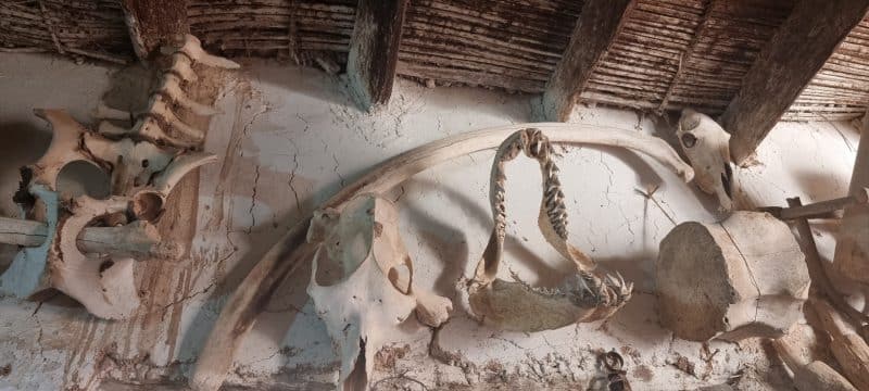 Tourisme durable. L’oasis de Tighmert, un site naturel et culturel à préserver