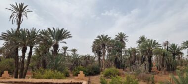 Tourisme durable. L’oasis de Tighmert, un site naturel et culturel à préserver