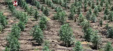 Cannabis: la grâce royale tourne la page du passé et complète le nouveau dispositif de culture licite