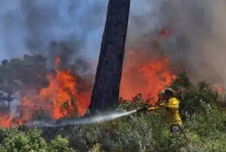 Six feux de forêt au Maroc en 24 heures