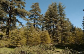 La stratégie de reboisement des forêts du Maroc à l'épreuve de la sécheresse