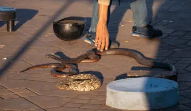 Étude. Les serpents vendus dans les souks abritent des agents zoonotiques pouvant être transmis à l’homme