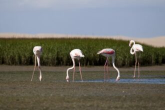 L’embouchure de la Moulouya. Escapade méditerranéenne entre eaux turquoise et flamants roses