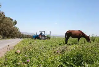 Campagne agricole 2024-2025 : 12 MMDH en soutien aux agriculteurs