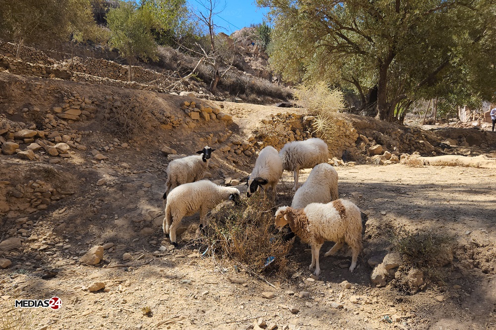 Reconstruction: il faut tenir compte des spécificités des douars de l'Atlas et relancer l'activité agricole