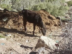 Séisme. Des pertes au niveau du cheptel, des dégâts dans les infrastructures hydro-agricoles usées