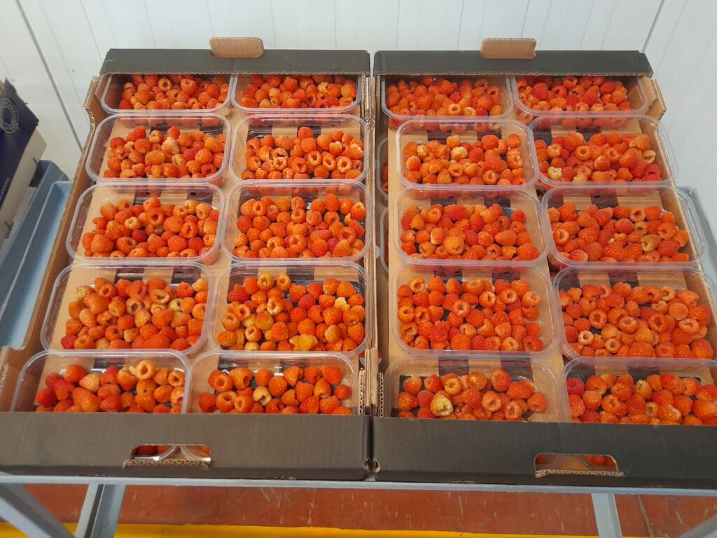 Reportage. Comment Morocco Foodex séduit les importateurs européens de fruits et légumes Reportage. Comment Morocco Foodex séduit les importateurs européens de fruits et légumes