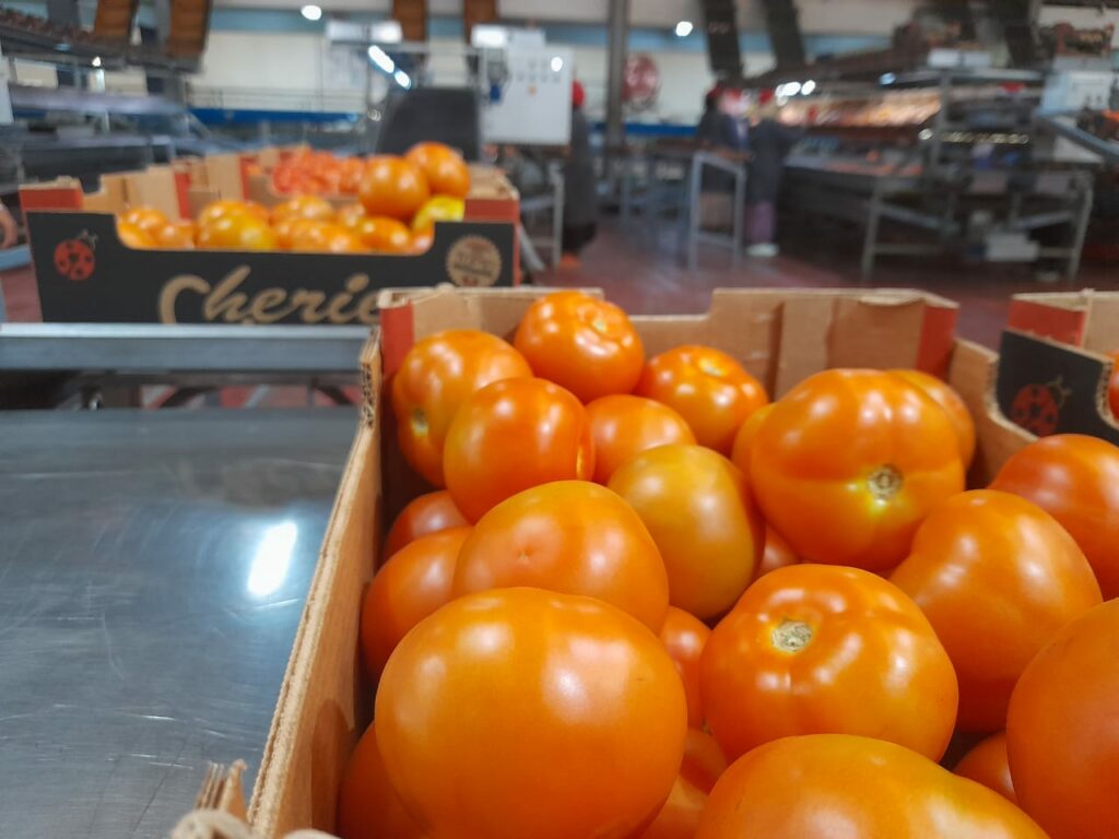 Reportage. Comment Morocco Foodex séduit les importateurs européens de fruits et légumes Reportage. Comment Morocco Foodex séduit les importateurs européens de fruits et légumes
