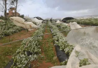 Gharb-Loukkos : 20% de la production de framboises endommagés par la tempête du 22 octobre