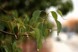 Faibles pluies en fin de journée sur plusieurs régions ce jeudi 22 février