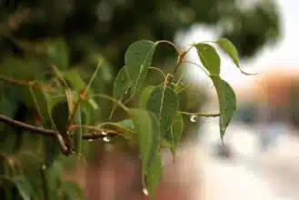 Les dernières pluies surtout bénéfiques pour l’arboriculture, les pâturages... et le moral (expert)
