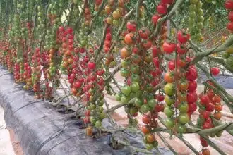 Forte hausse des prix de la tomate au Maroc : les explications de la profession