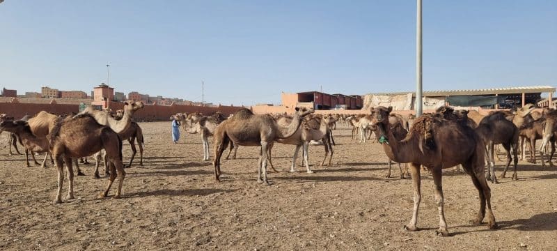 Guelmim. Les portes ouvertes vers la magie du désert Guelmim. Les portes ouvertes vers la magie du désert