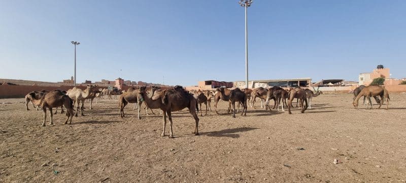 Guelmim. Les portes ouvertes vers la magie du désert Guelmim. Les portes ouvertes vers la magie du désert