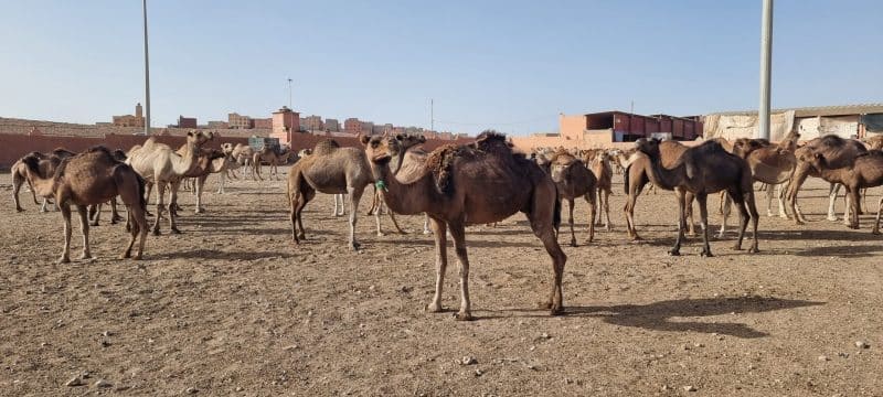 Guelmim. Les portes ouvertes vers la magie du désert Guelmim. Les portes ouvertes vers la magie du désert