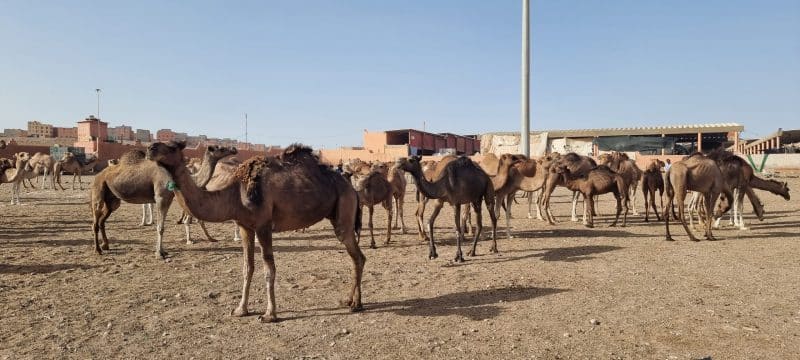 Guelmim. Les portes ouvertes vers la magie du désert Guelmim. Les portes ouvertes vers la magie du désert