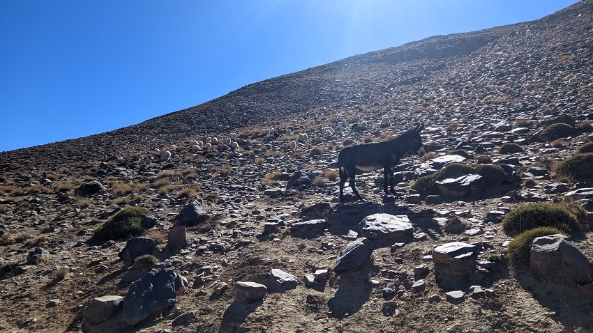 Dans le massif de Siroua, le tapis de Taznakht victime collatérale des changements climatiques
