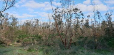 Opération de sauvetage de peuplement d’eucalyptus dans la forêt de Chiadma