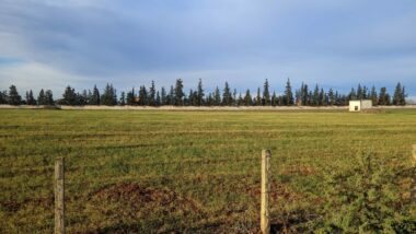 Benslimane, la sécheresse tue l'agriculture vivrière à petit feu