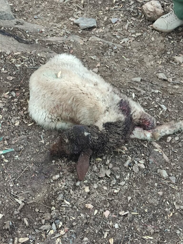 Des attaques de lion à Khénifra ? Une hypothèse à écarter selon l'ANEF