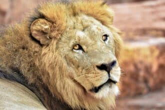 Des attaques de lion à Khénifra ? Une hypothèse à écarter selon l'ANEF