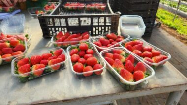 Reportage. Comment Marjane s'approvisionne éco-responsable auprès de producteurs locaux