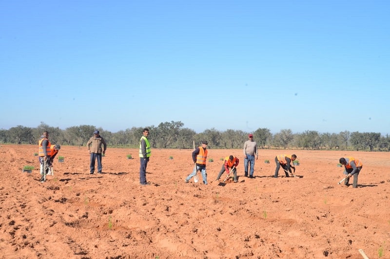 2.000 hectares prévus pour la campagne nationale de reboisement 2023-2024