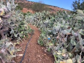 Le Maroc obtient des victoires contre la cochenille du cactus