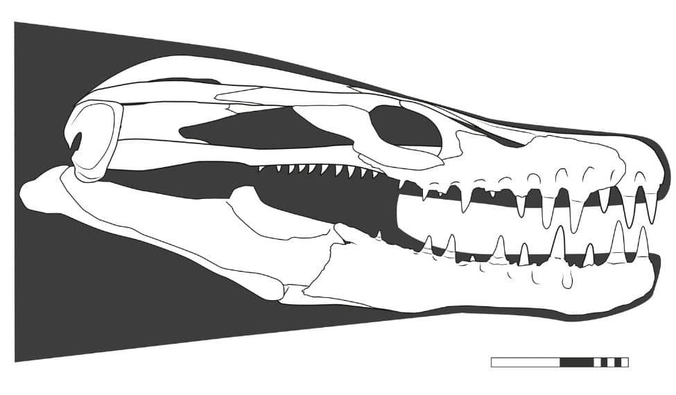 Découverte au Maroc d’un fossile de lézard marin &ldquo;cauchemardesque&rdquo; de l’âge des dinosaures