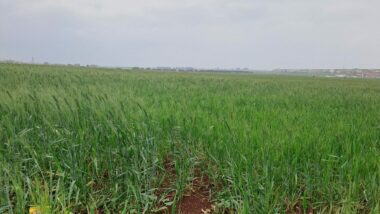 Campagne céréalière : des pluies salvatrices, mais un verdict attendu en février-mars