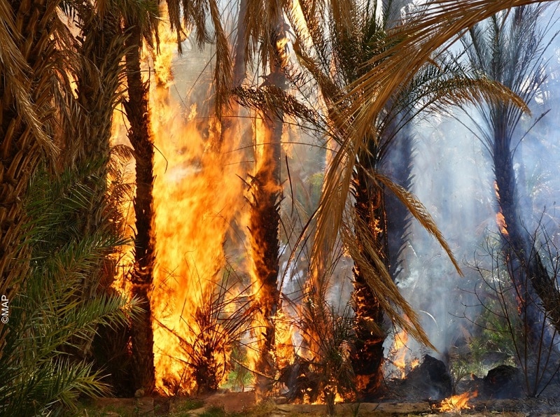 Un incendie ravage environ 900 palmiers dans l’oasis &ldquo;Ouled Chaker&rdquo; à Errachidia