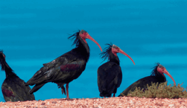 &ldquo;Histoire d'une renaissance&rdquo;, un article consacré à la préservation de l'ibis chauve