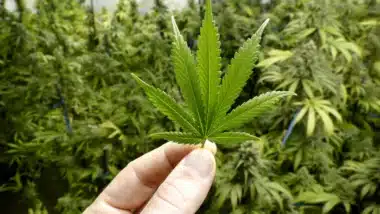 Cannabis légal : l’entreprise marocaine Somacan triple sa superficie cultivée