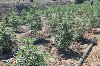 Droit d'importation de 200% sur le cannabis : les raisons derrière cet amendement et les produits concernés