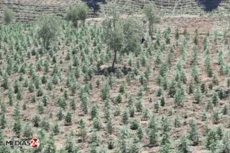 Cannabis : la récolte de la &ldquo;Beldia&rdquo; a dépassé les 40% des superficies cultivées