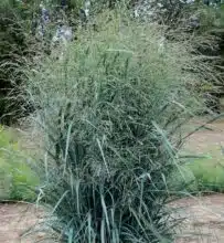 Le Blue Panicum, une plante fourragère résistante à la sécheresse et qui réalise jusqu'à 150 t/ha