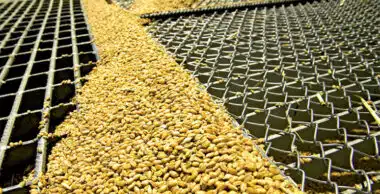 Blé tendre : les cours mondiaux en hausse, pas d'impact sur l'approvisionnement au Maroc