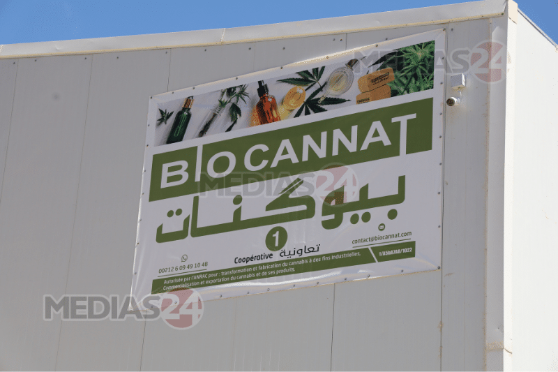 Reportage. Au cœur de Biocannat, l’usine de transformation de cannabis légal Reportage. Au cœur de Biocannat, l’usine de transformation de cannabis légal