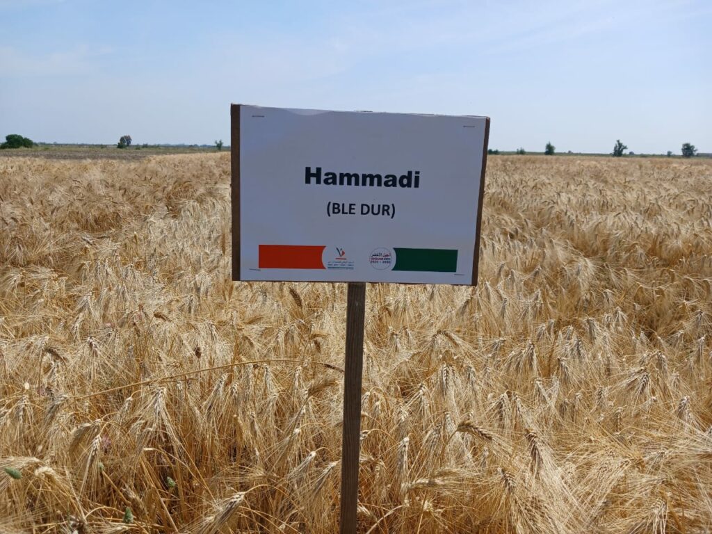 L’INRA présente aux agriculteurs ses nouvelles obtentions variétales productives et résistantes