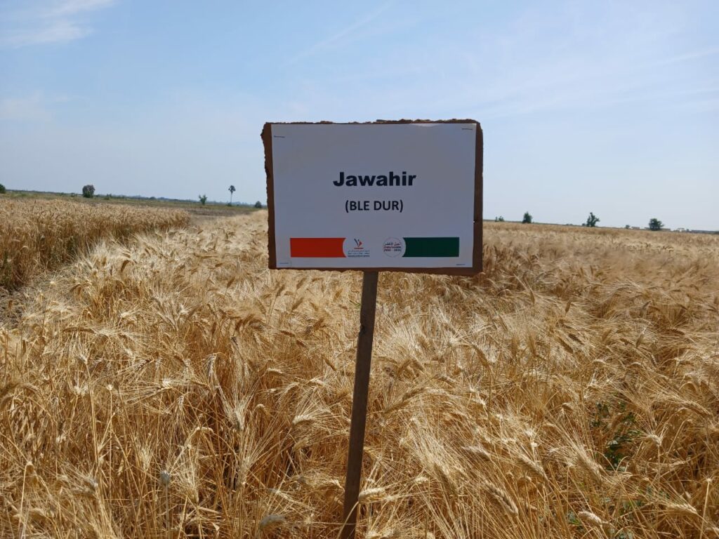 L’INRA présente aux agriculteurs ses nouvelles obtentions variétales productives et résistantes