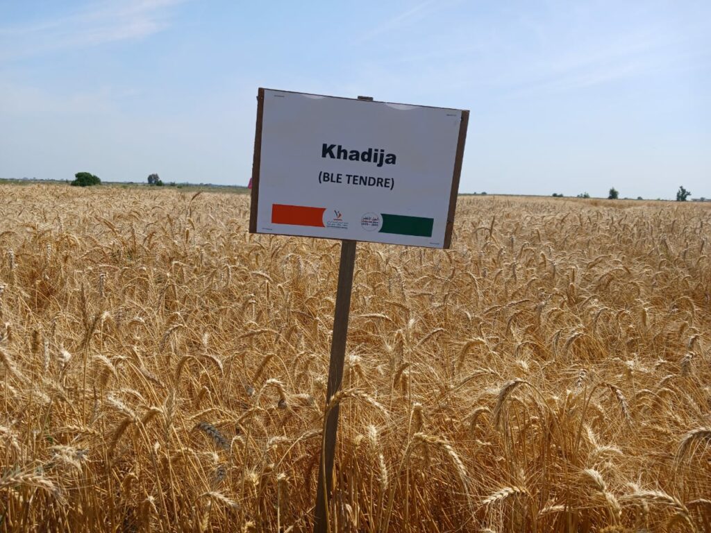 L’INRA présente aux agriculteurs ses nouvelles obtentions variétales productives et résistantes