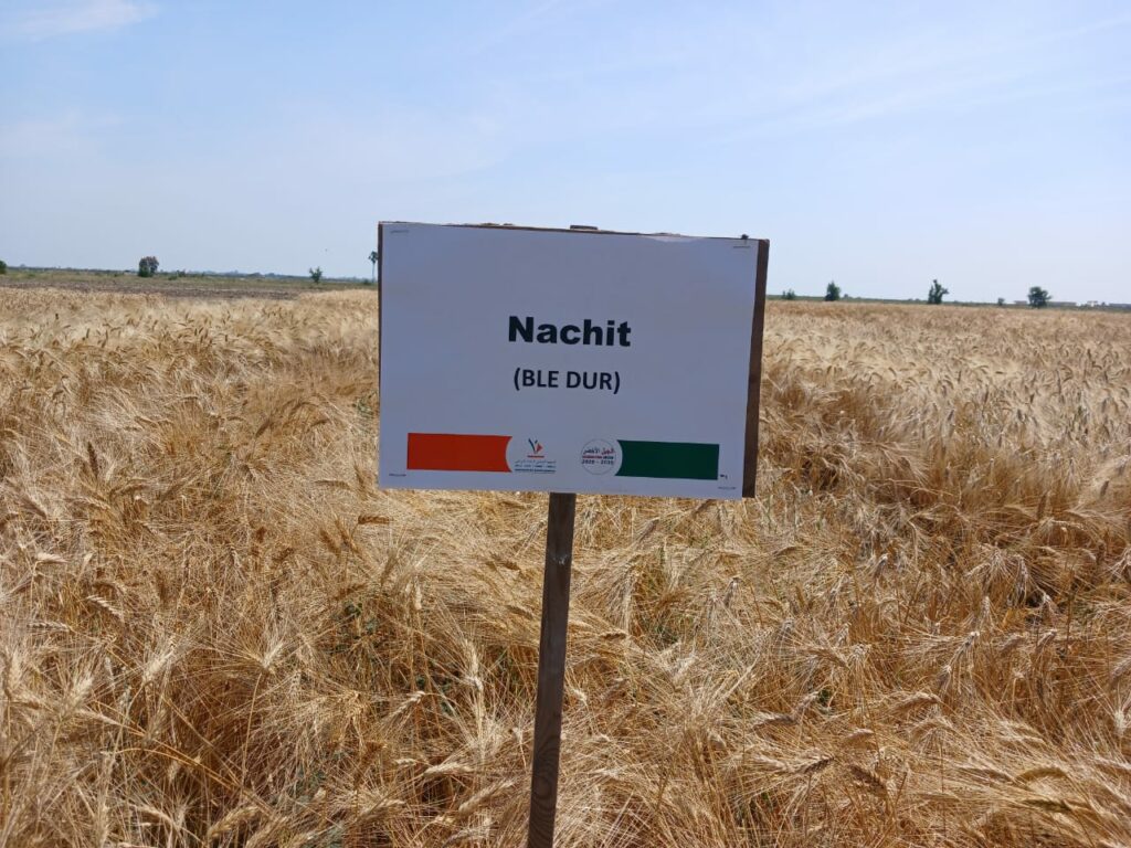 L’INRA présente aux agriculteurs ses nouvelles obtentions variétales productives et résistantes