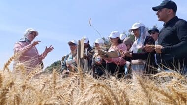 L’INRA présente aux agriculteurs ses nouvelles obtentions variétales productives et résistantes